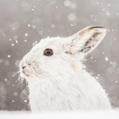 Hare in the snow