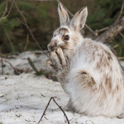 Snowshoe hare - Look at those shoes!