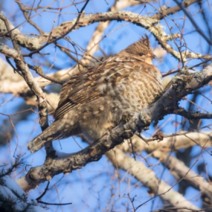 Ruffed Grouse all puffed up on a cold afternoon.