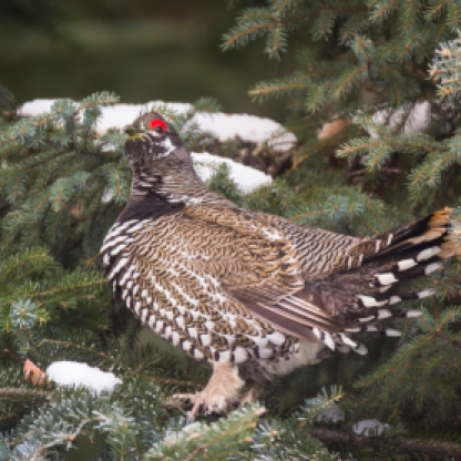 Spruce Grouse in January